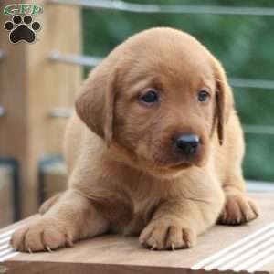 Bash, Fox Red Labrador Retriever Puppy